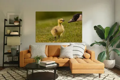 Gosling Story Reproduction