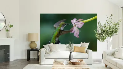 Hummingbird 5 Reproduction