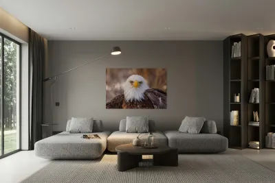 Bald Eagle Portrait Reproduction