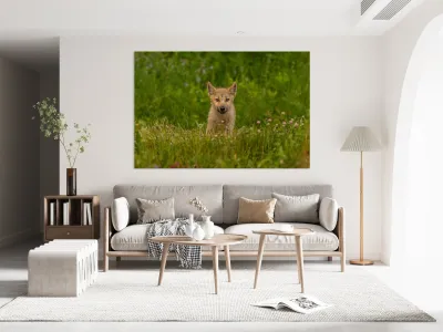 Wolf Pup Reproduction