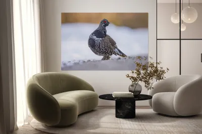 Spruce Grouse Reproduction