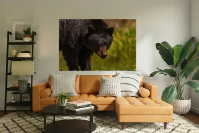 Black Bear Reproduction