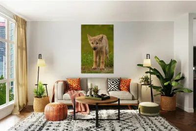 Wolf Pup 2 Reproduction