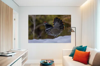 Spruce Grouse 2 Reproduction