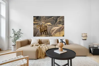 Badlands Bighorn Sheep Reproduction