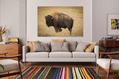 Bison of The Badlands Reproduction
