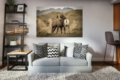 Big Horn Sheep Standoff Reproduction