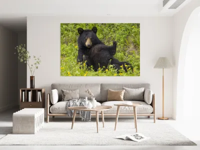 Black Bear Relax  Reproduction