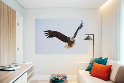 Bald Eagle Reproduction