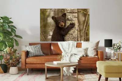 Cute Bear Cub Reproduction