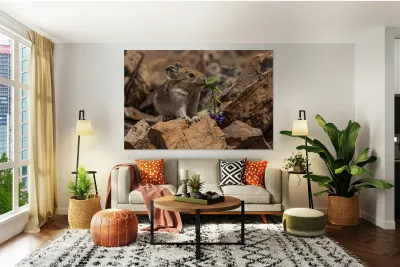 Cute Pika Reproduction