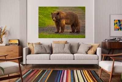 Black Bear 2 Reproduction