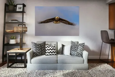 Bald Eagle 2 Reproduction