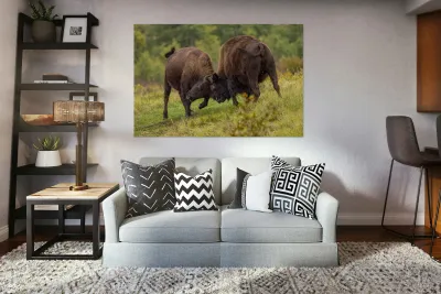 Bison Fight Reproduction