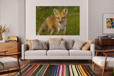 Red Fox Reproduction