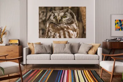 Boreal 2 Reproduction