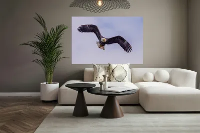 Bald Eagle 3 Reproduction