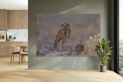 Burrowing Owl Reproduction