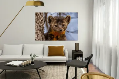 Pine Marten Portrait Reproduction
