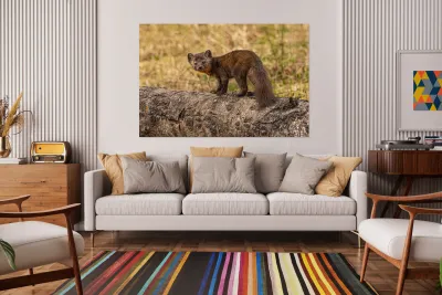 Pine Marten 2 Reproduction