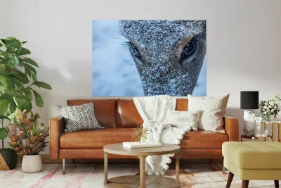 Deer Eye to Eye Reproduction