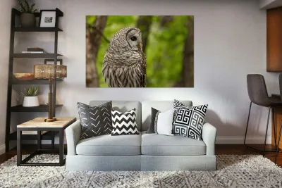 Barred Owl Reproduction