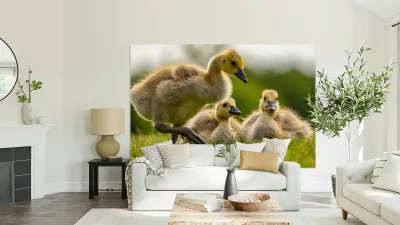 Goslings Reproduction