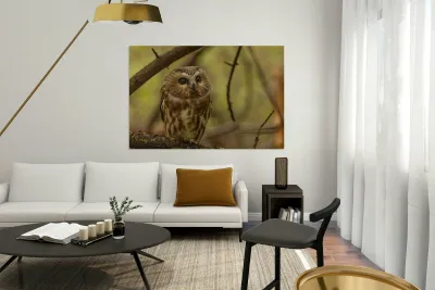 Saw Whet Owl 2 Reproduction