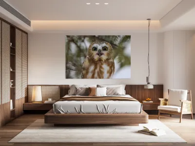 Saw Whet Owl 5 Reproduction
