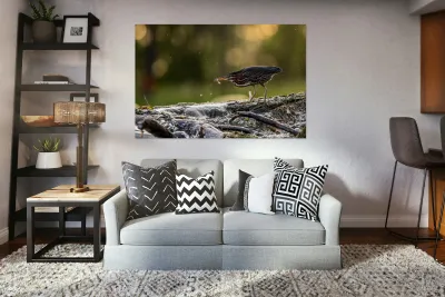 Green Heron Sunset Reproduction