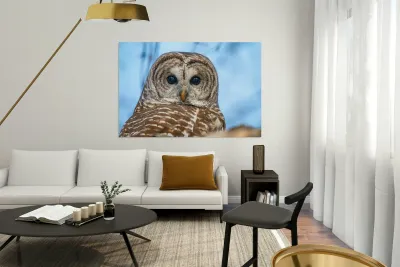 Barred Owl 3 Reproduction