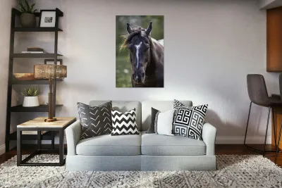 Horse Portrait Reproduction