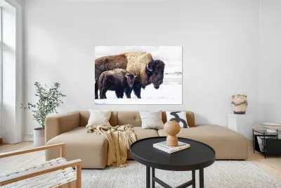 Bison Mom and Cub Reproduction
