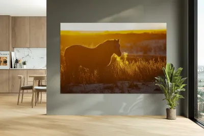 Horse Sunset Reproduction