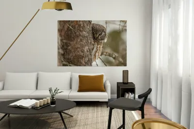Boreal Owl Picaboo Reproduction