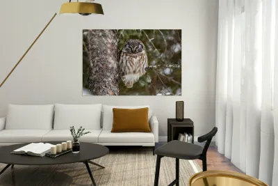 Boreal Owl 2 Reproduction