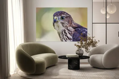 Coopers Hawk Reproduction