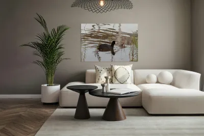 American Coot Reproduction