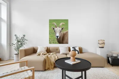 Bighorn Sheep - Nevada 2 Reproduction