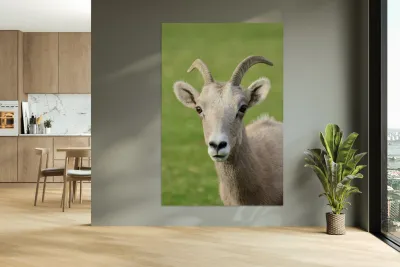 Bighorn Sheep - Heart nose ???? Reproduction