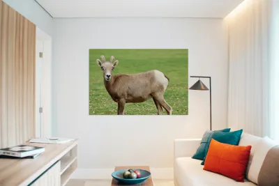 Bighorn Sheep - Nevada 3 Reproduction