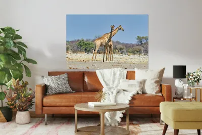 Giraffes walking together in Etosha National Park Namibia Reproduction