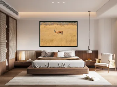 Springbok gazelle antelope walking in Etosha National Park Namib Reproduction