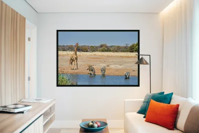 Giraffe and zebras drink water together at a waterhole in Namibi Reproduction