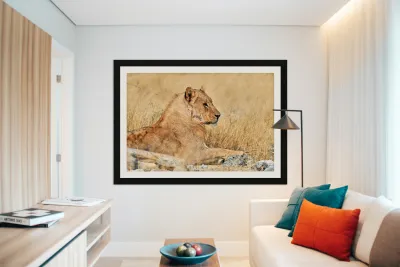 Lion resting in Etosha National Park Namibia during the day Reproduction