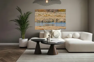 Zebras drink water at a waterhole in Etosha National Park Namibi Reproduction