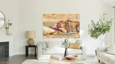 Cheetah feeding on prey in Okonjima Reserve Namibia Reproduction