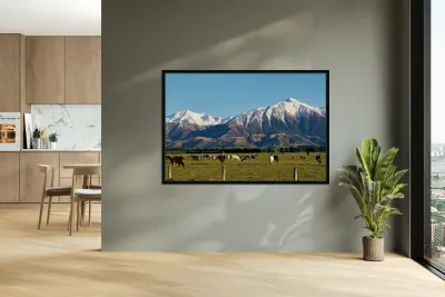 Cattles grazing in the countryside of New Zealand Southern Alps Reproduction