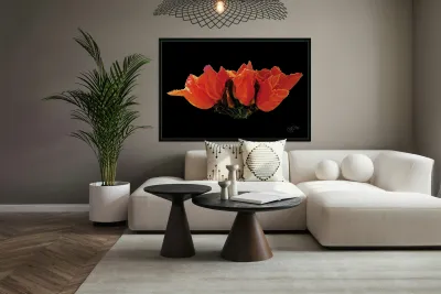 AFRICAN TULIPS 2 Reproduction