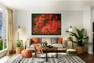 Japanese Red Maple Reproduction